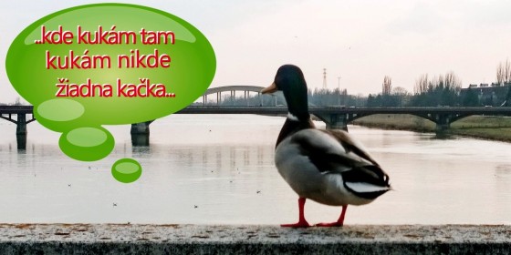 kacka1+