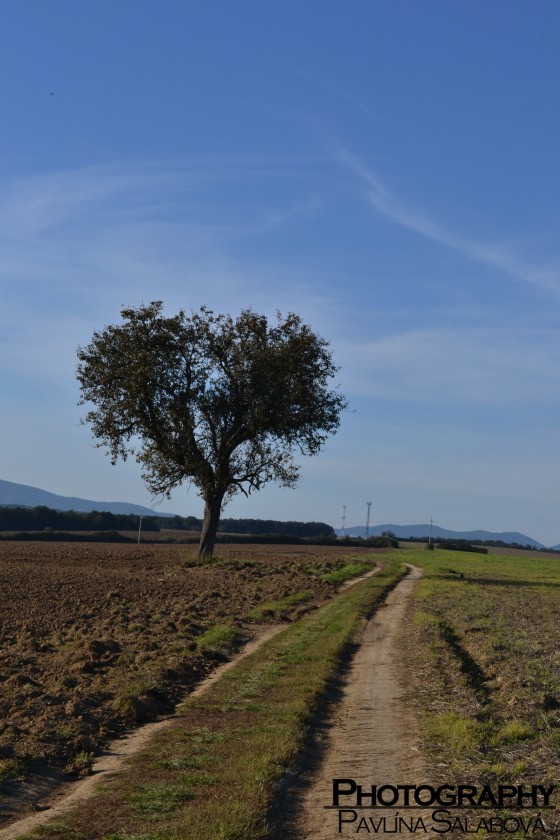 Stromček lásky (2)