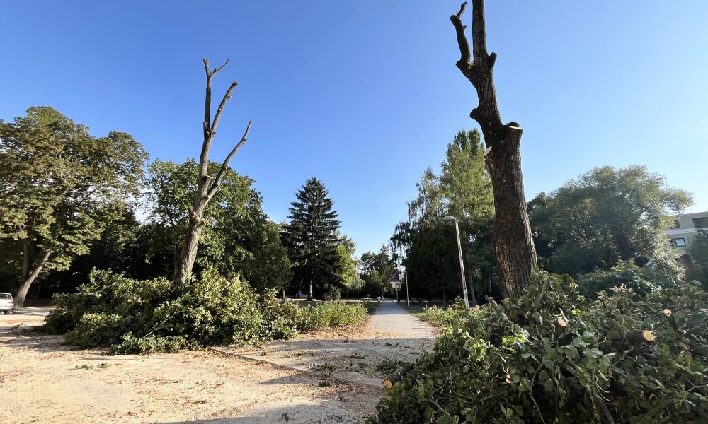 Výrub stromov na ulici Štúrova Piešťany