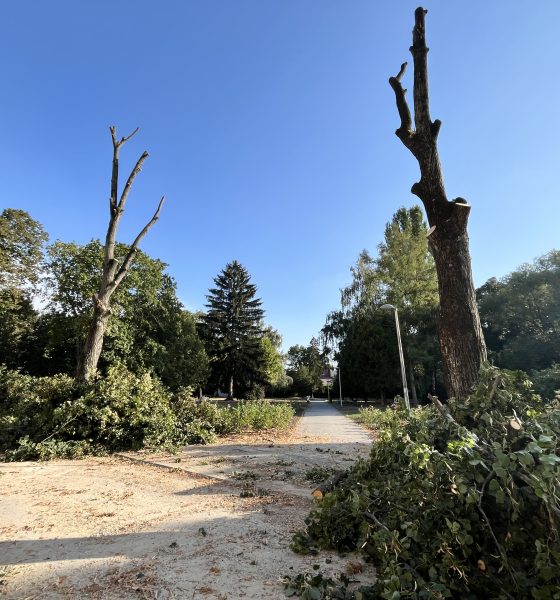 Výrub stromov na ulici Štúrova Piešťany