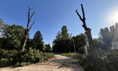 Výrub lipy Štúrova ulica Piešťany