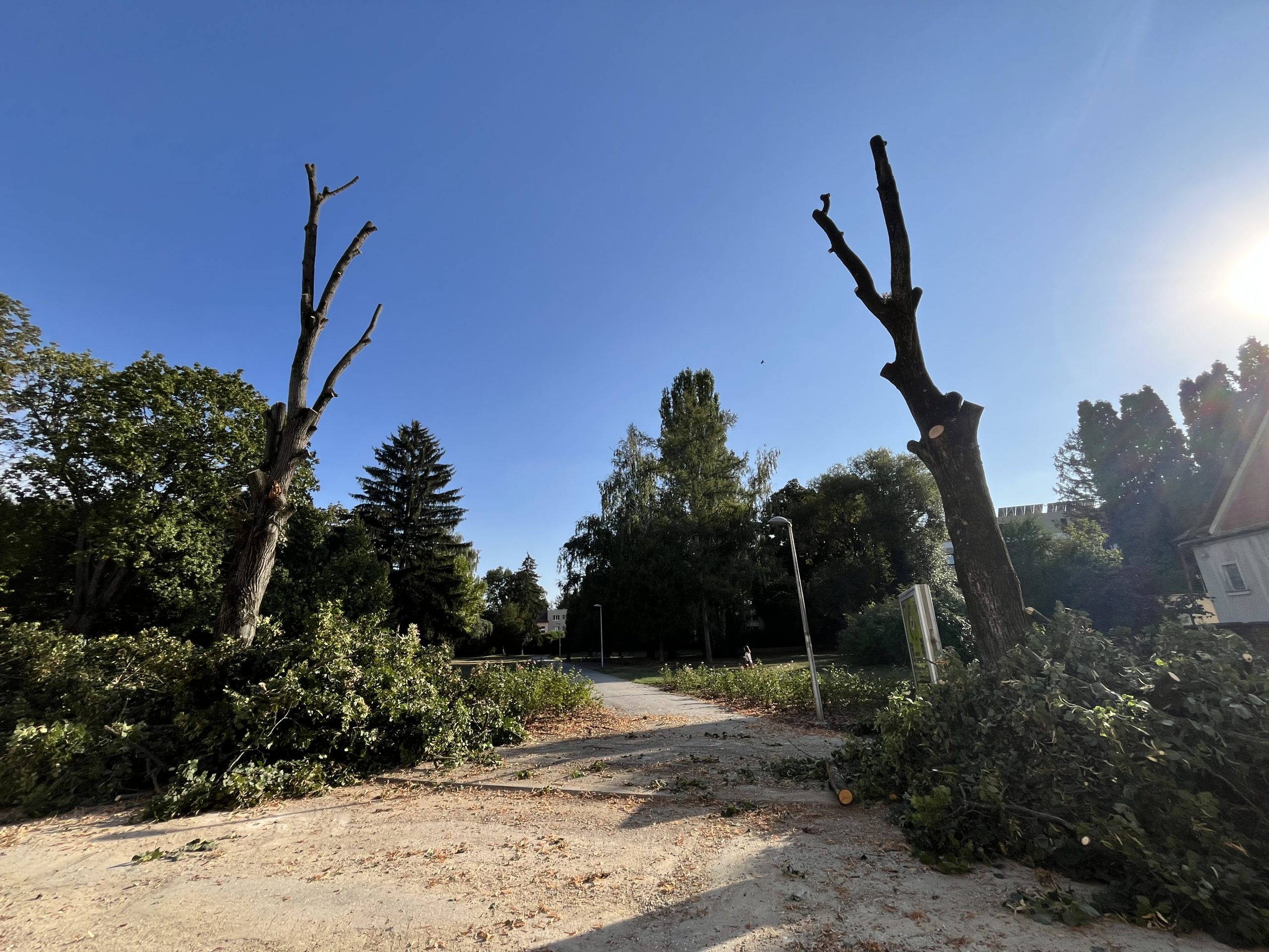 Výrub lipy Štúrova ulica Piešťany