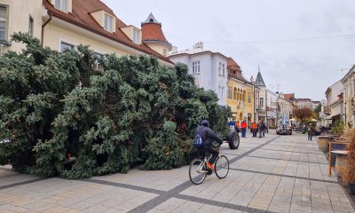 Vianočný strom pre Mesto Piešťany tento rok priviezli zo Šúroviec