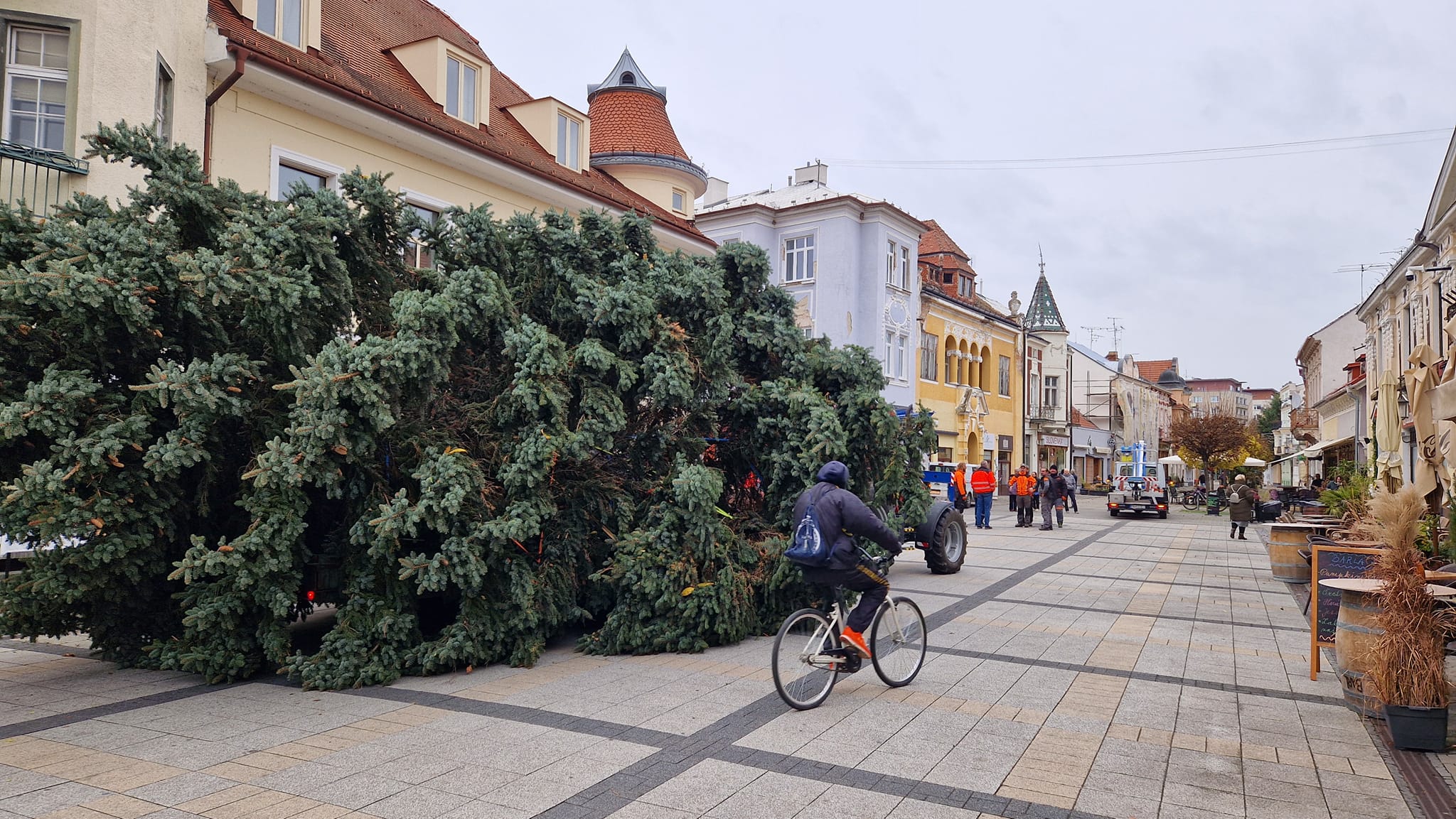 Vianočný strom pre Mesto Piešťany tento rok priviezli zo Šúroviec