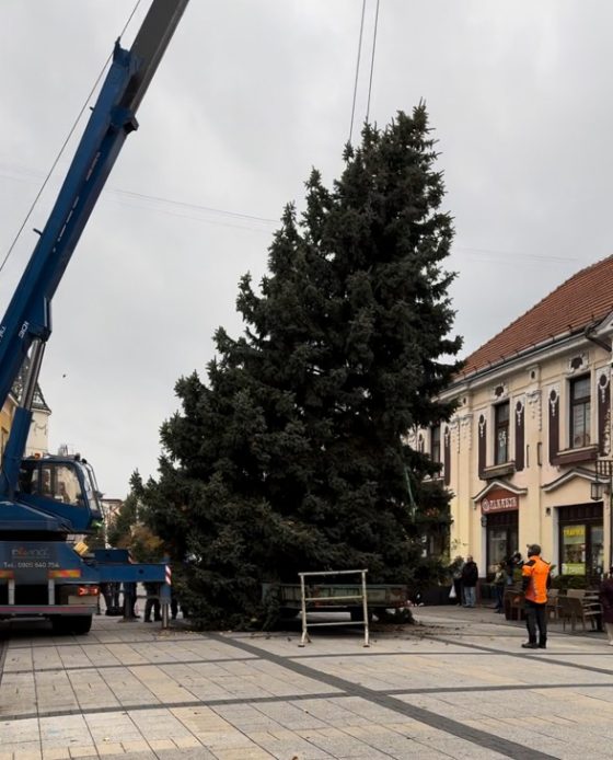 Stavba vianočného stromu na pešej zóne v Piešťanoch, ktorý priviezli zo Šúroviec