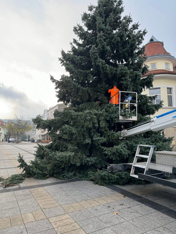 Stavba vianočného stromu na pešej zóne v Piešťanoch, ktorý priviezli zo Šúroviec