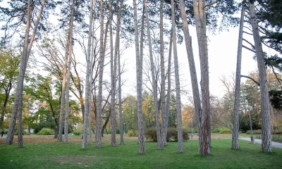 Borovice na okraji centrálnej lúky Mestský park Piešťany