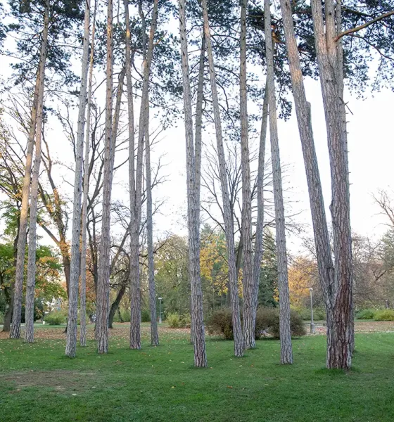 Borovice na okraji centrálnej lúky Mestský park Piešťany