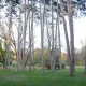 Borovice na okraji centrálnej lúky Mestský park Piešťany